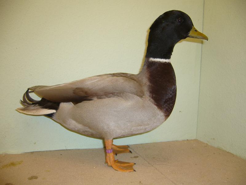 Munster 2009 377.jpg - Streicherenten wildfarbig Sascha Köstes